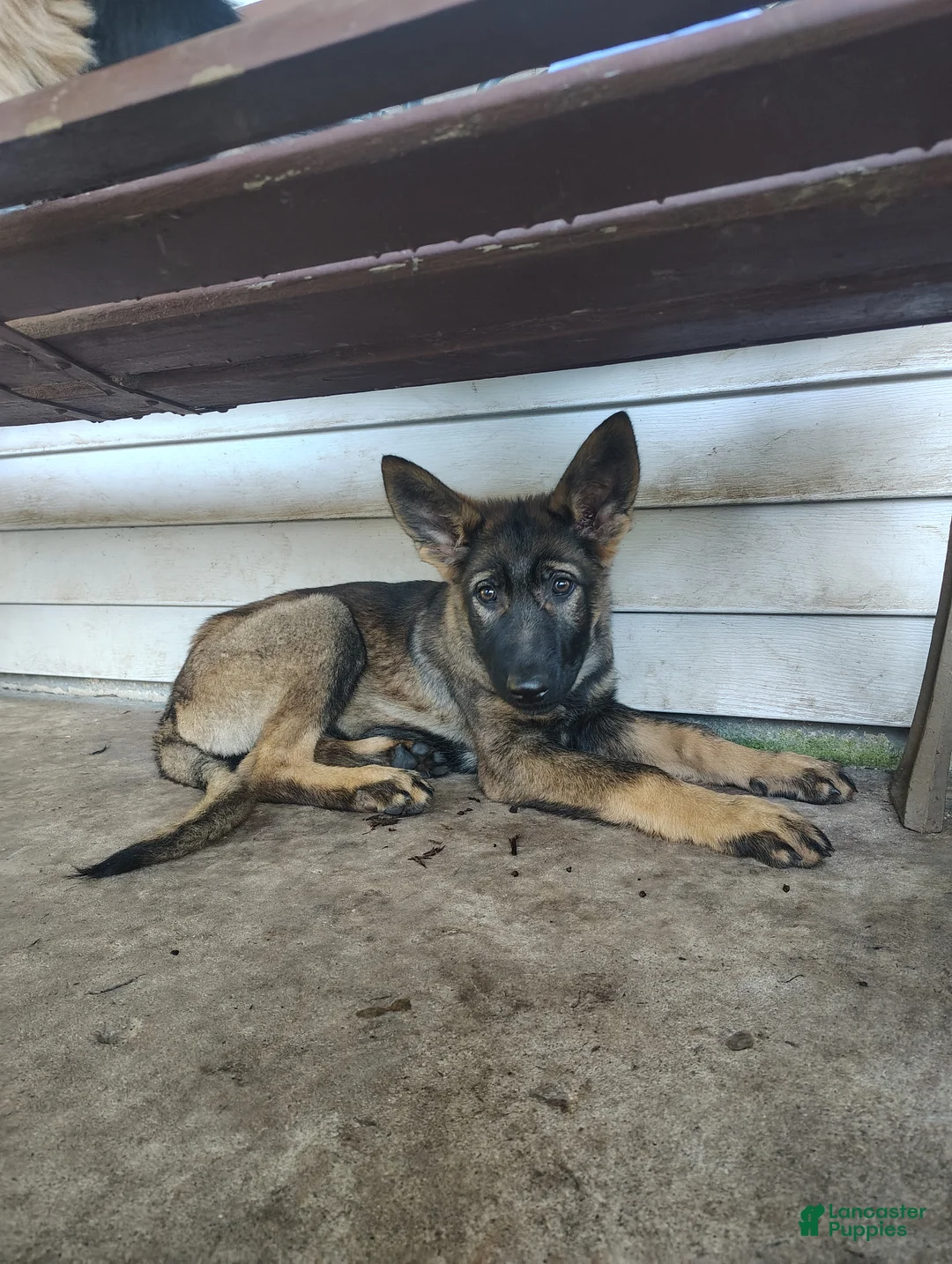German Shepherd dogs for sale: Riot - Ad 2
