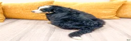 Bernese Mountain Dog dogs for sale: Bandit - Ad 5
