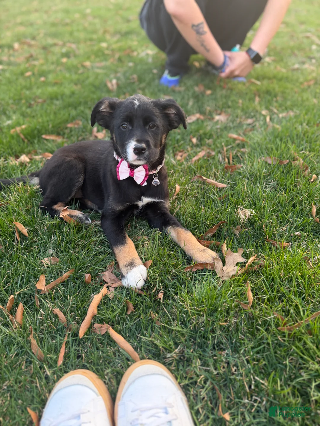 Mixed Breed dogs for sale: Mixed Breed Puppy 1 - Ad 4