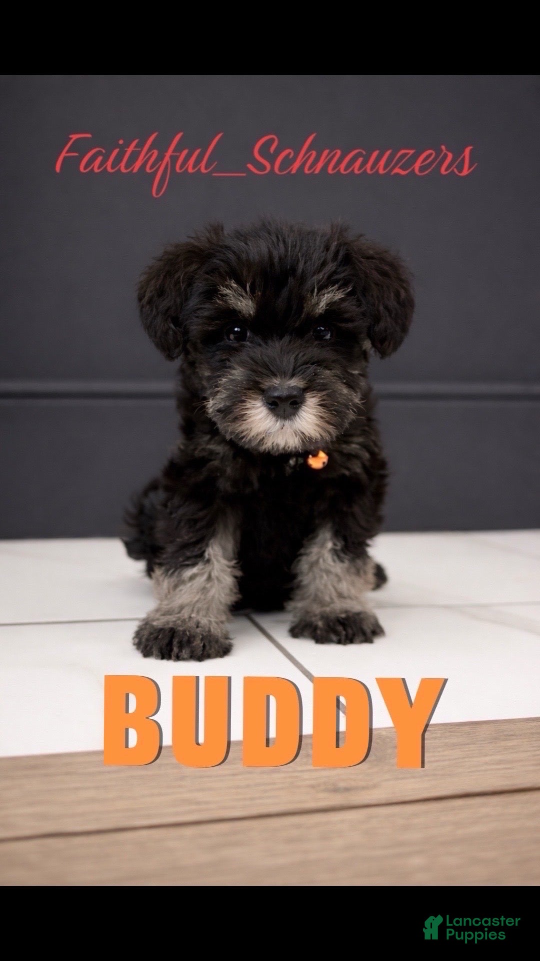 Miniature Schnauzer dogs Miniature Schnauzer Puppy 1 - Ad 3