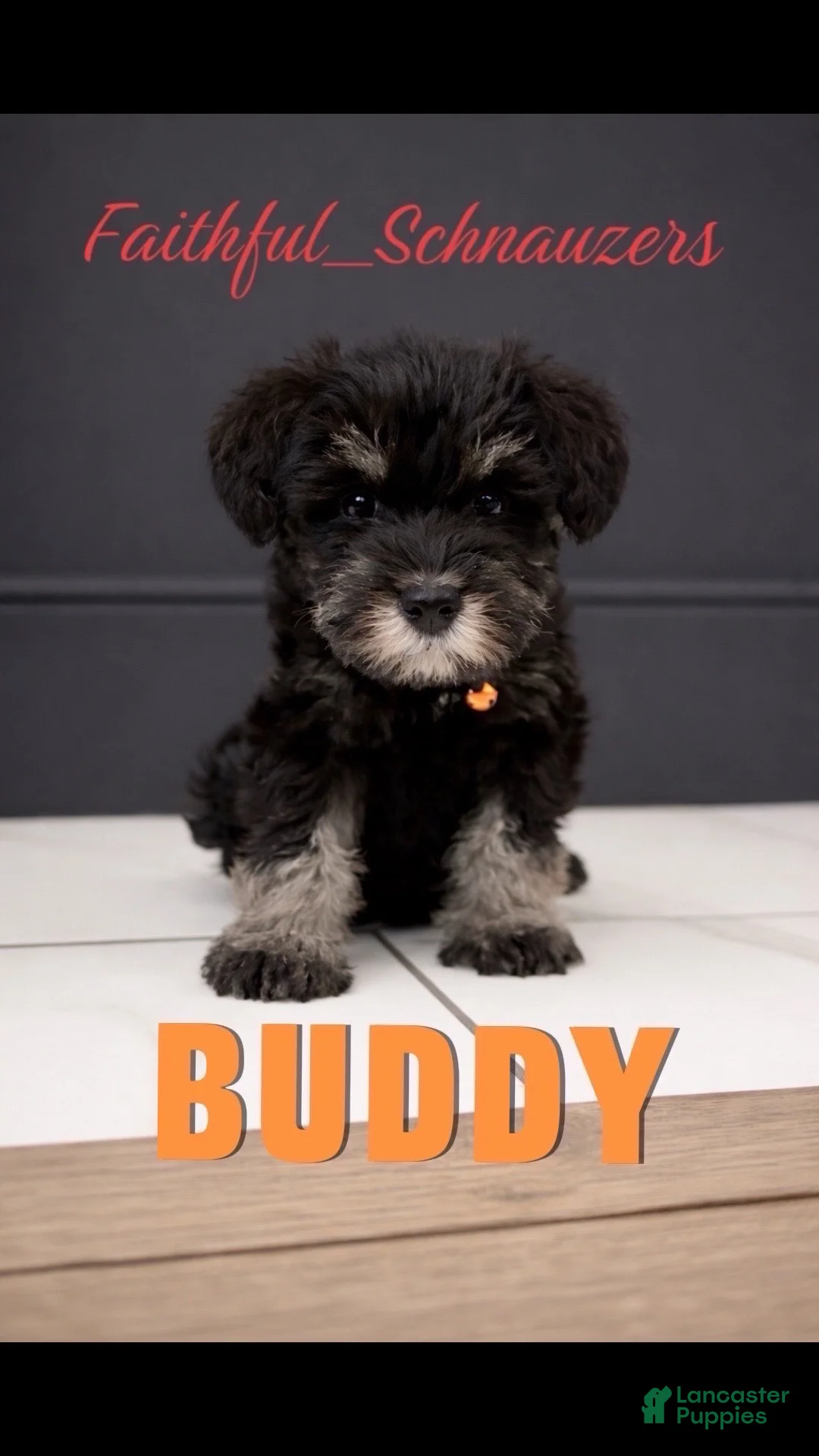 Miniature Schnauzer dogs for sale: Miniature Schnauzer Puppy 1 - Ad 1