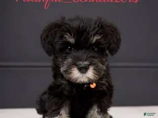 Miniature Schnauzer dogs Miniature Schnauzer Puppy 1 - Ad 3