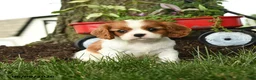 Cavalier King Charles Spaniel dogs for sale: Megan - Ad 3