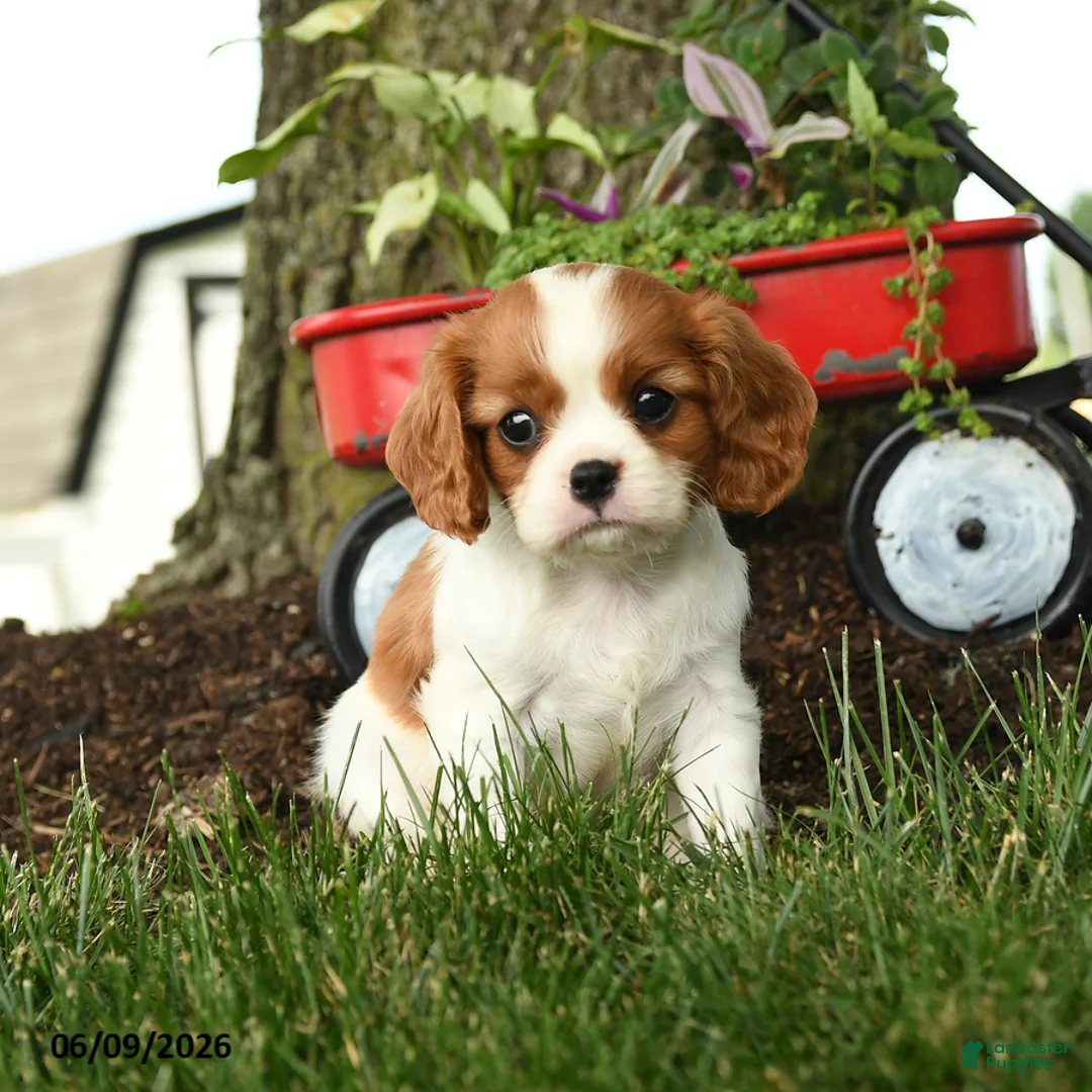 Cavalier King Charles Spaniel dogs for sale: Megan - Ad 3