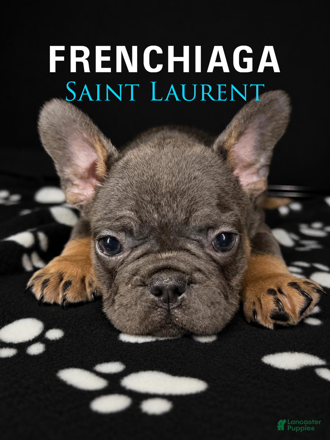French Bulldog dogs for sale: SAINT LAURENT - Ad 3
