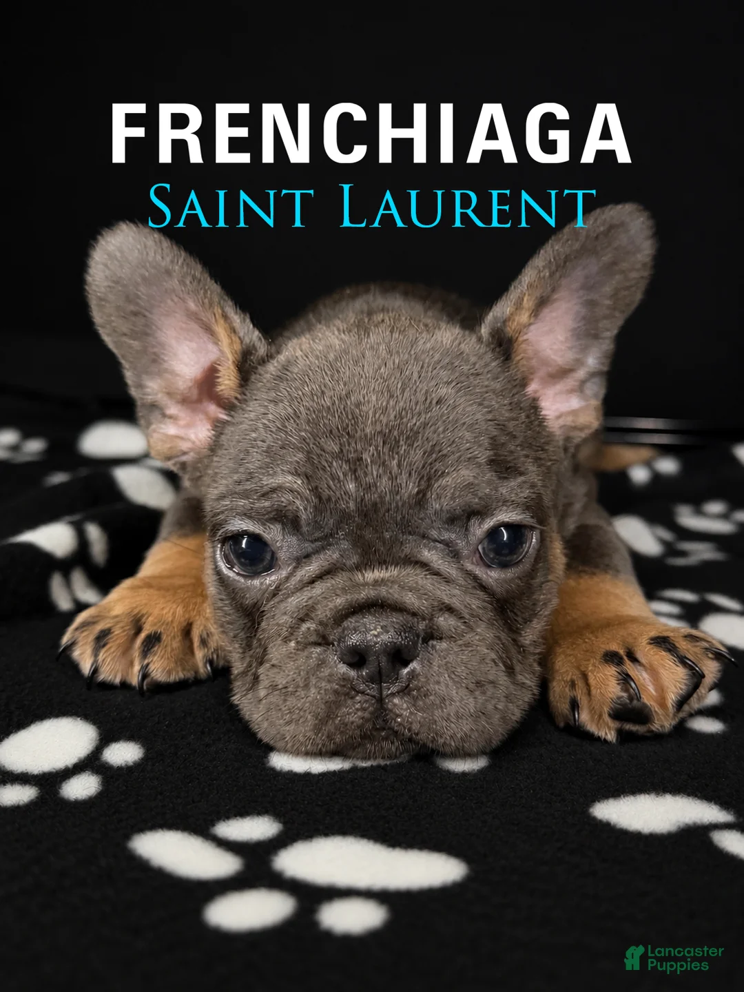 French Bulldog dogs for sale: SAINT LAURENT - Ad 1