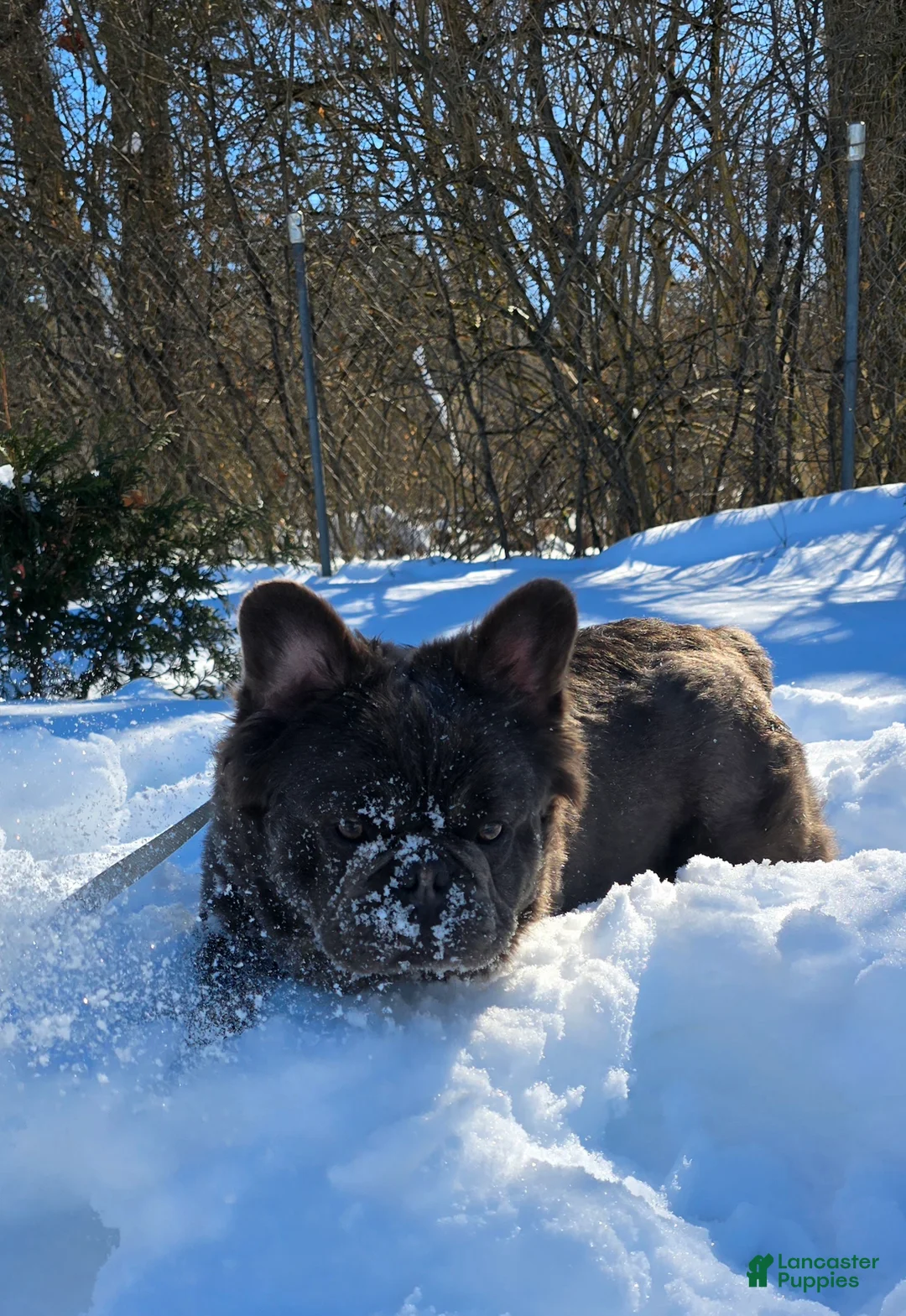 French Bulldog dogs for sale: Tyson - Ad 8