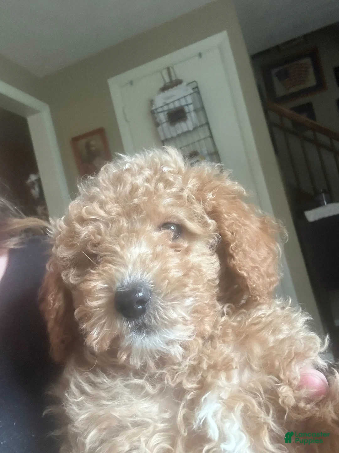 Mini Goldendoodle dogs for sale: Mini Goldendoodle Puppy 1 - Ad 1