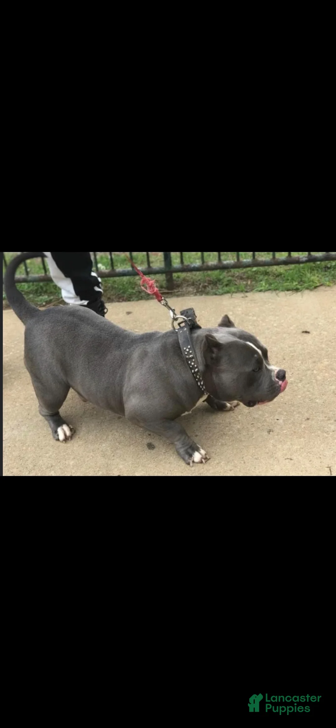 American Bully dogs for sale: American Bully 4 - Ad 3