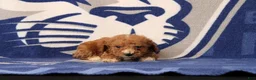 Toy Poodle dogs for sale: Josiah - Ad 3