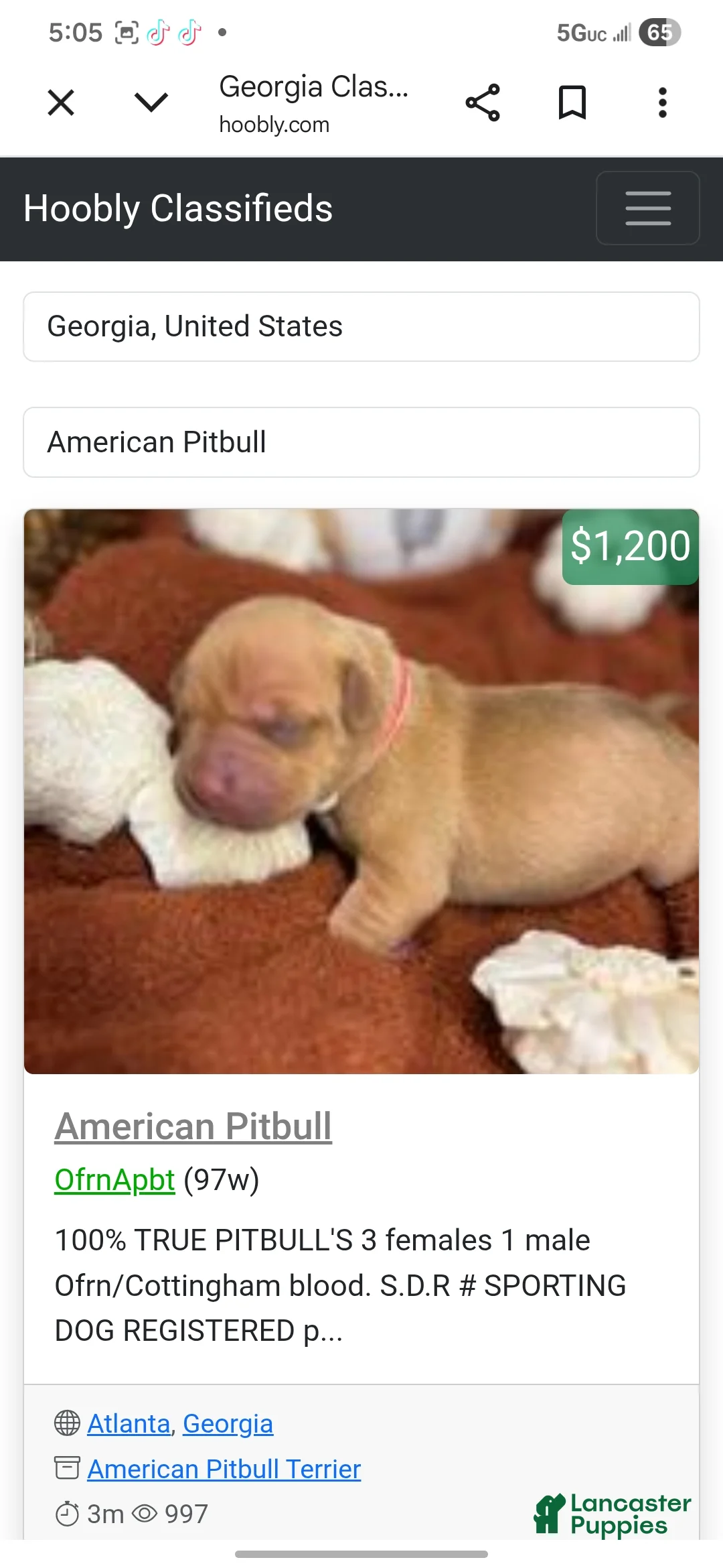American Pit Bull Terrier dogs for sale: American Pit Bull Terrier 1 - Ad 1