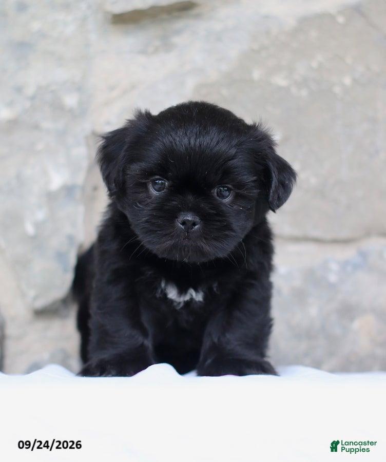 Shih Tzu dogs Pooch - Ad 1