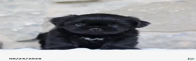 Pooch