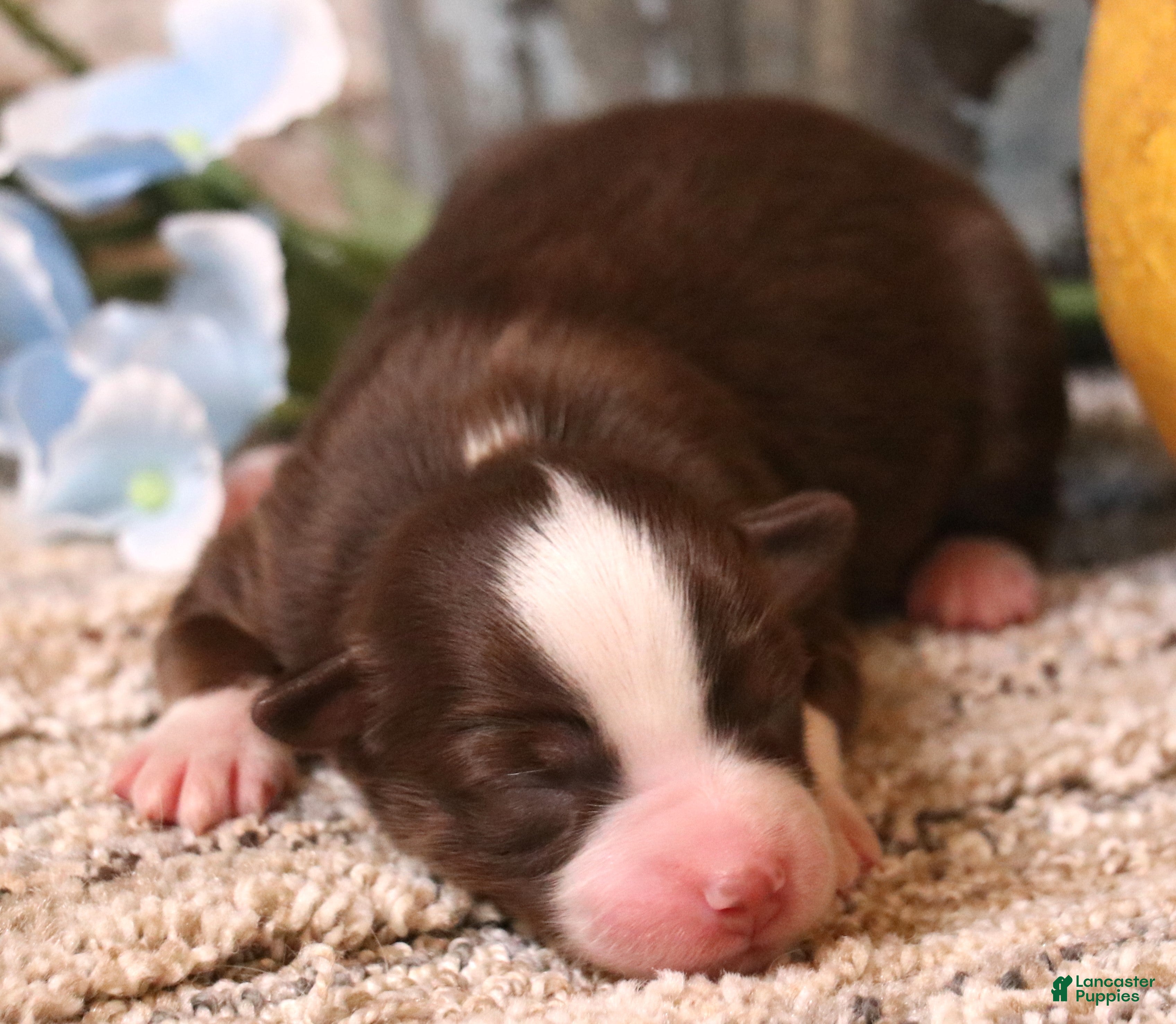 Toy Australian Shepherd dogs Coco red-tri - Ad 24