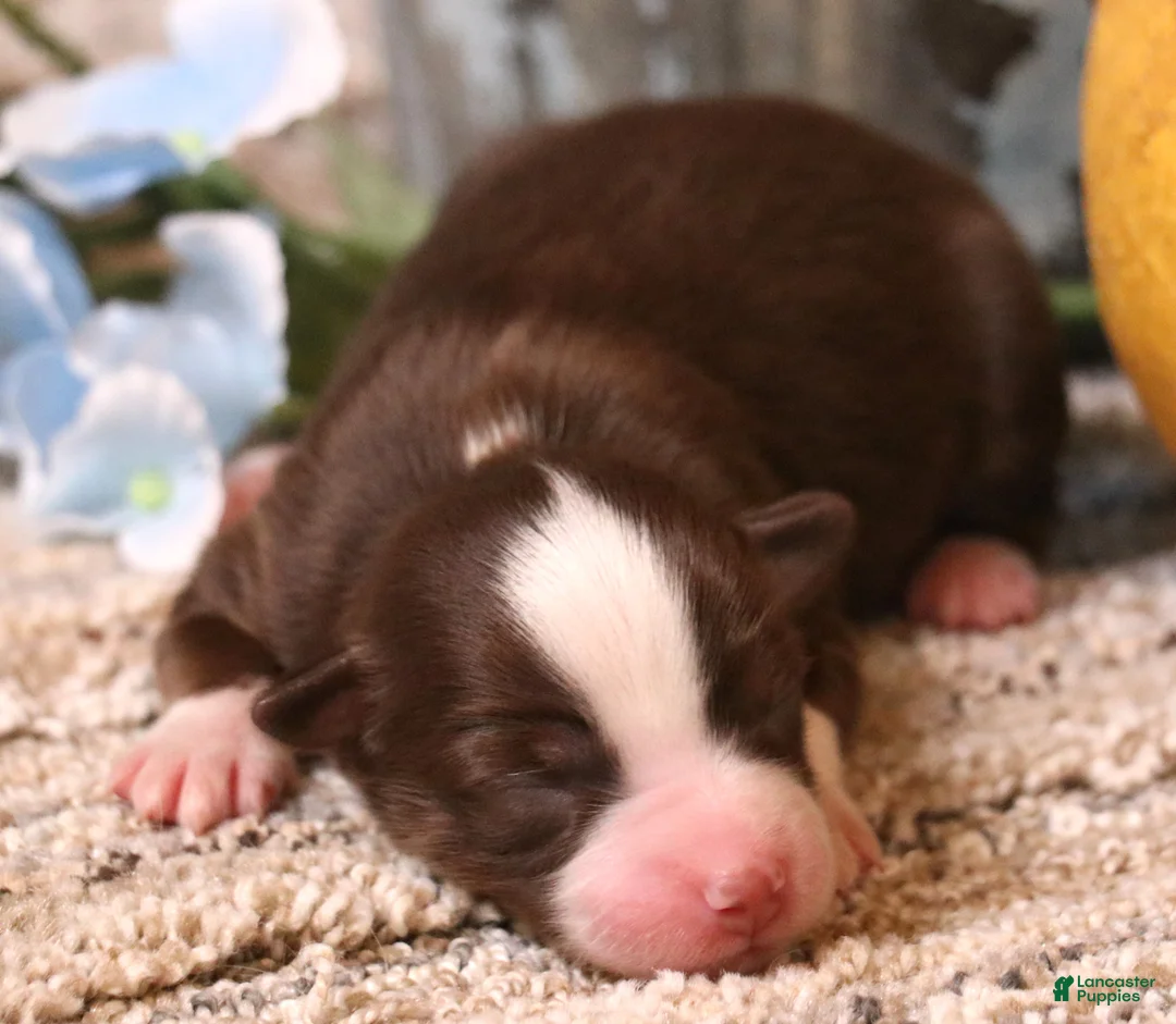 Toy Australian Shepherd dogs for sale: Coco red-tri - Ad 1