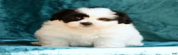 Shih Tzu dogs for sale: Panda - Ad 4