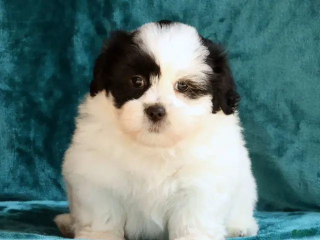 Shih Tzu dogs Panda - Ad 2