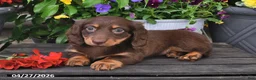 Dachshund dogs for sale: Skye - Ad 4