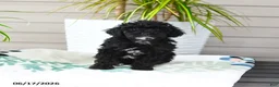 Miniature Poodle dogs for sale: Quinton - Ad 4