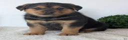 Mixed Breed dogs for sale: Finn - Ad 14