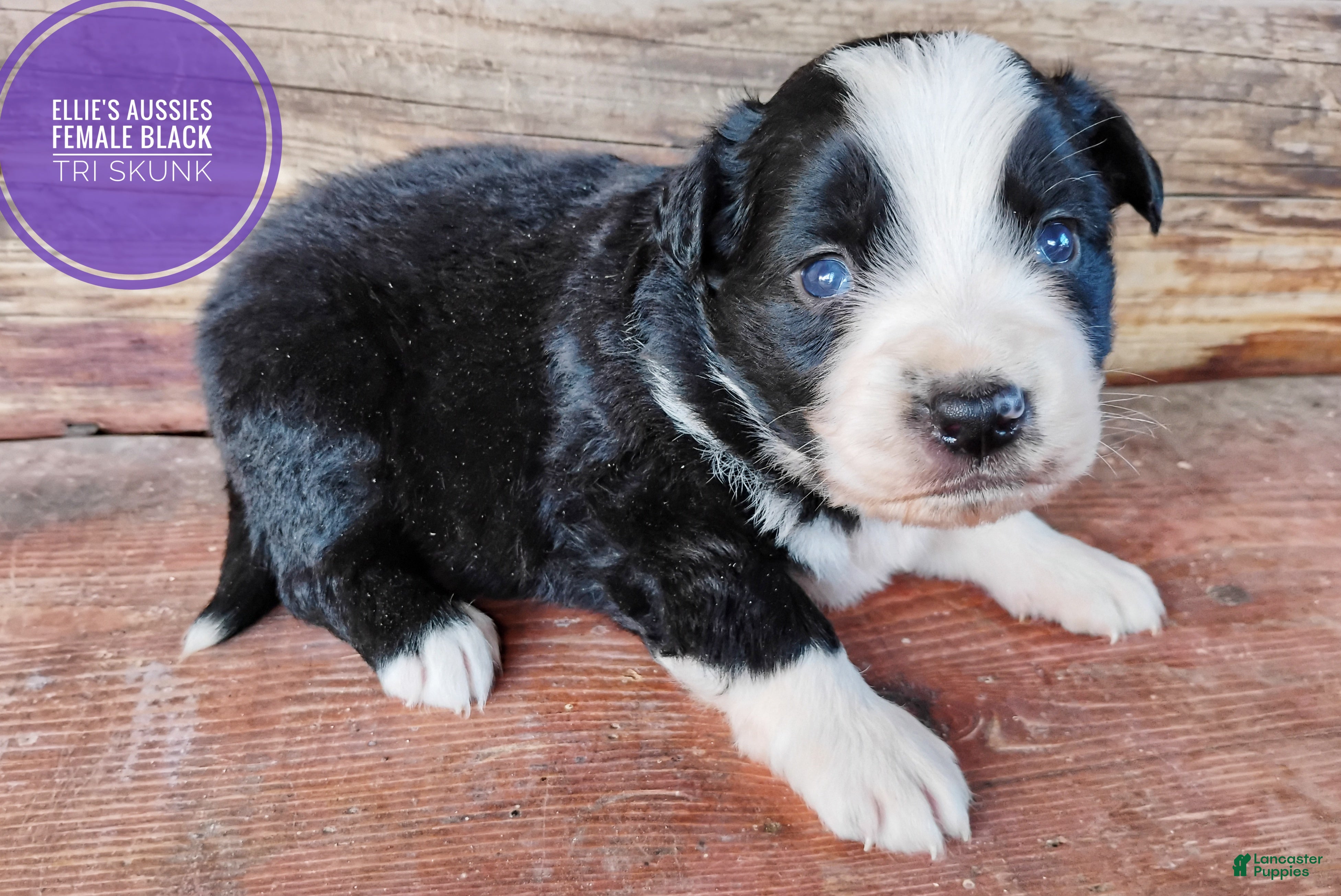 Miniature Australian Shepherd dogs Racoon  - Ad 2
