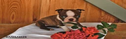 Boston Terrier dogs for sale: Heidi - Ad 4