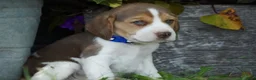 Beagle dogs for sale: Bart - Ad 7