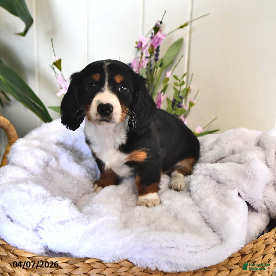 Miniature Dachshund dogs Daisy - Ad 2