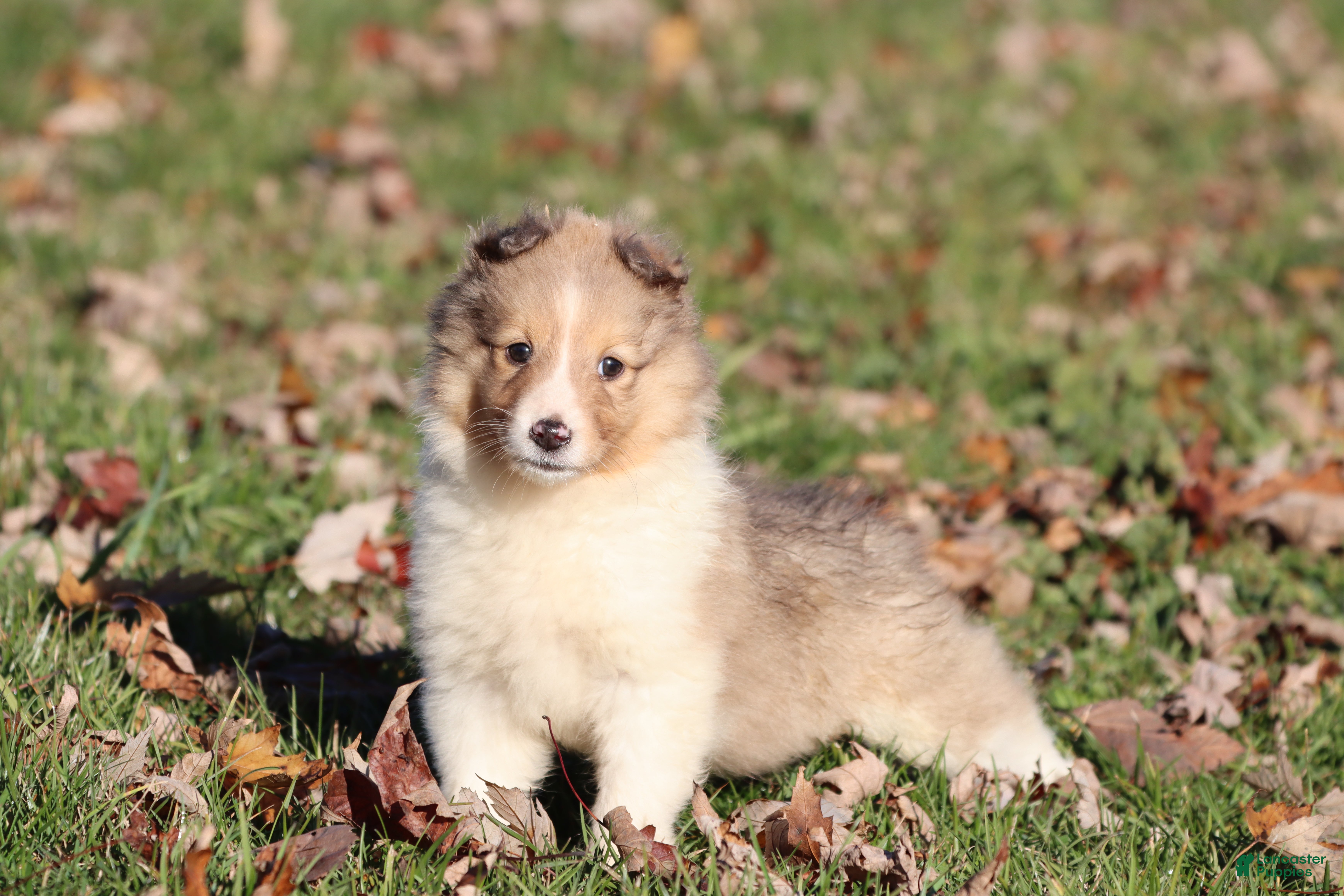 Shetland Sheepdog dogs Leo  - Ad 6