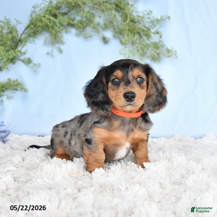 Miniature Dachshund dogs Hershey - Ad 2