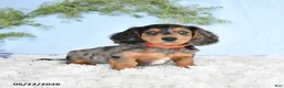 Miniature Dachshund dogs for sale: Hershey - Ad 2