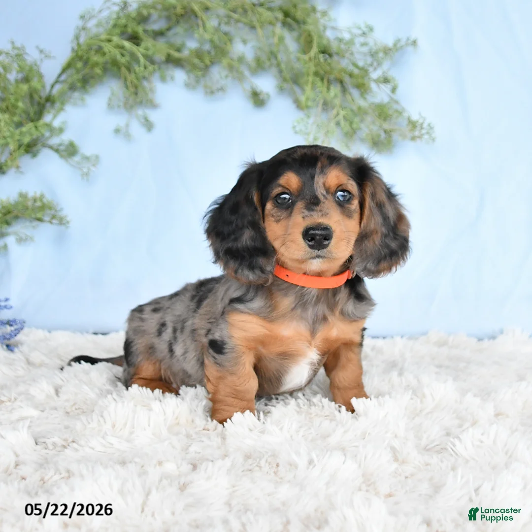 Miniature Dachshund dogs for sale: Hershey - Ad 2