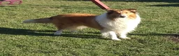 Collie dogs for sale: Millie - Ad 4