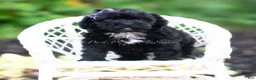 Maltipoo dogs for sale: Isalyn - Ad 6