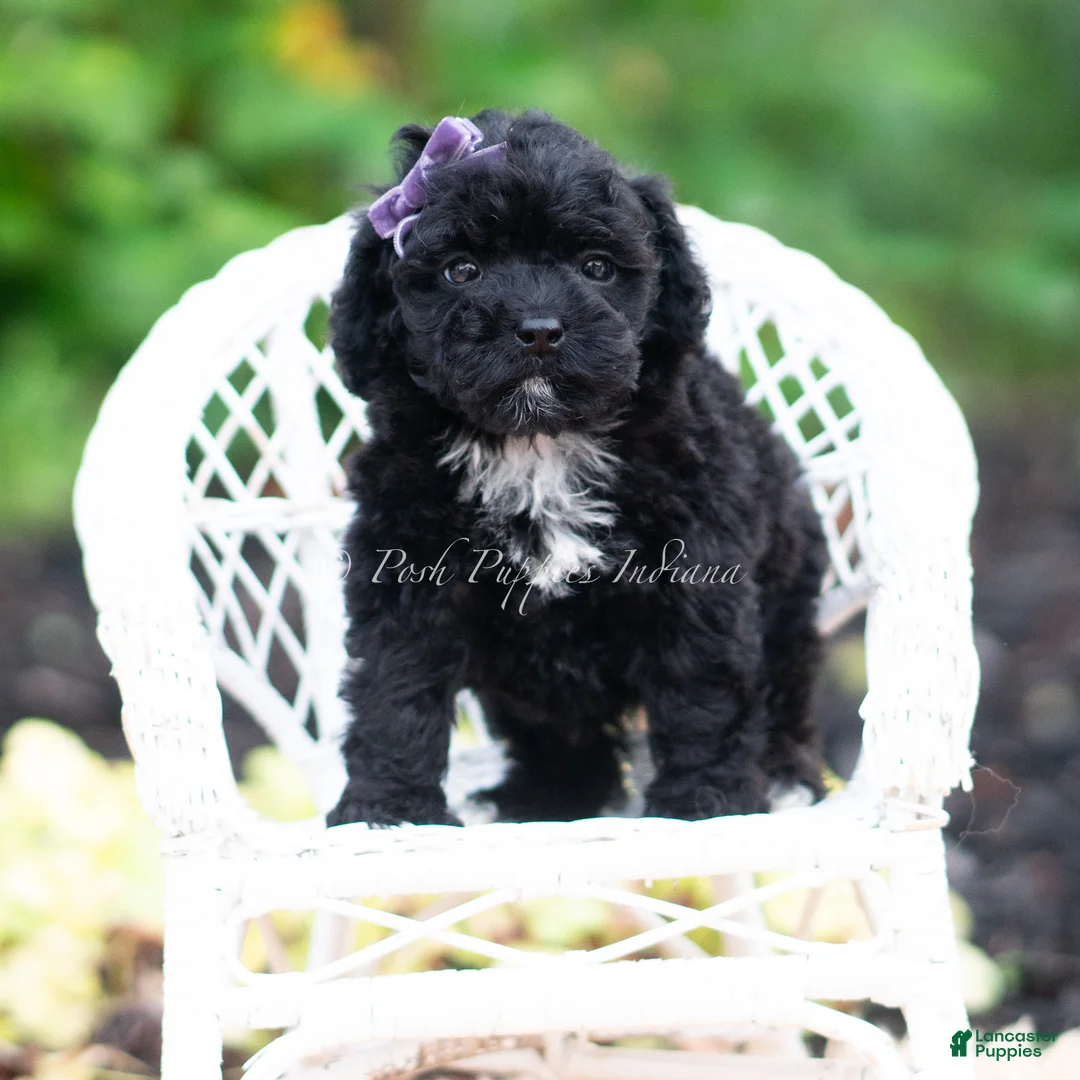 Maltipoo dogs for sale: Isalyn - Ad 6