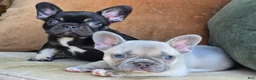 French Bulldog dogs for sale: Ollie - Ad 8