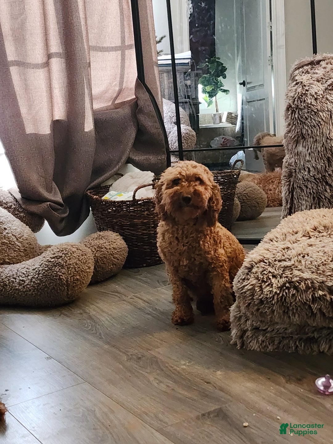 Goldendoodle dogs for sale: Benji  - Ad 8