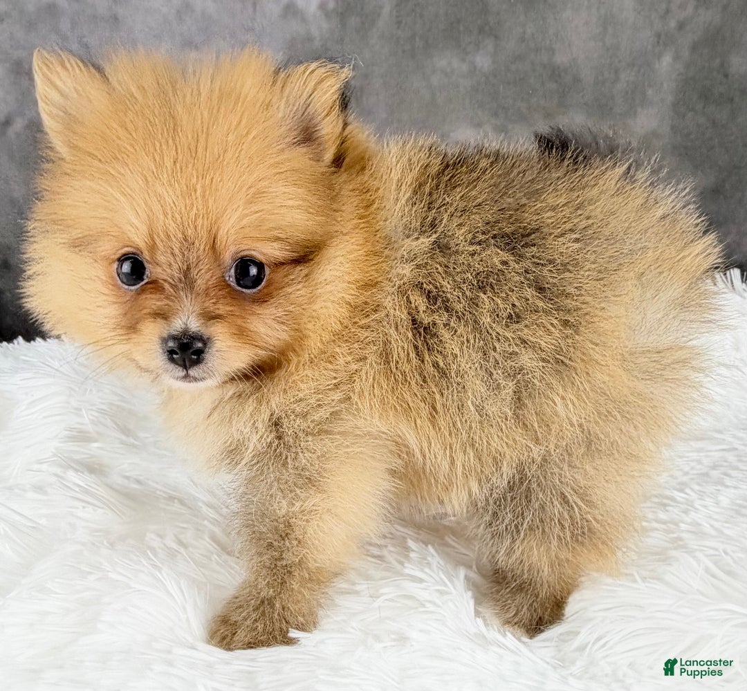 Pomeranian dogs for sale: Pomeranian Puppy 3 - Ad 2