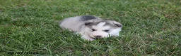 Alaskan Malamute dogs for sale: Stormy - Ad 3
