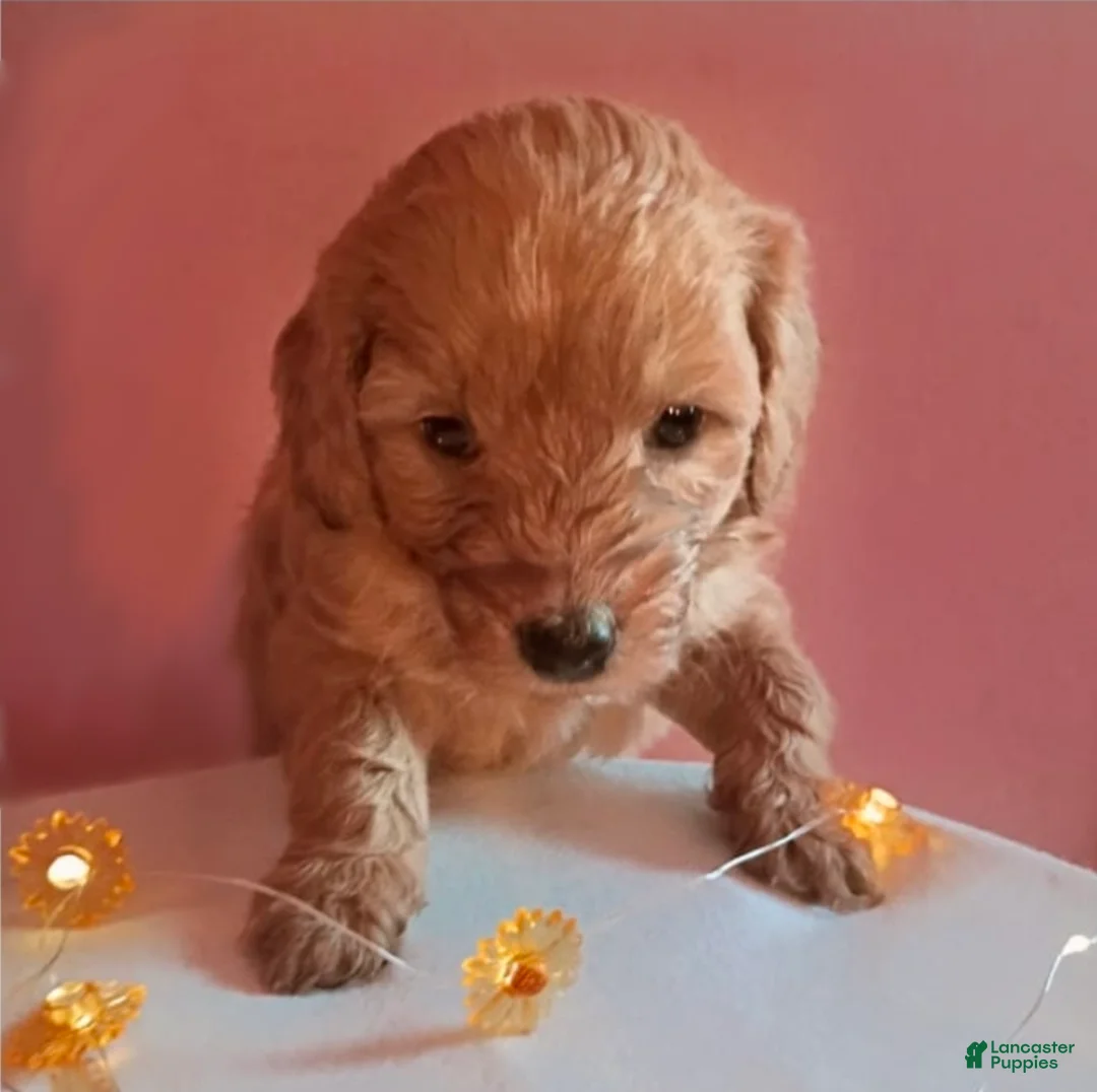 Mixed Breed dogs for sale: Teddy - Ad 1