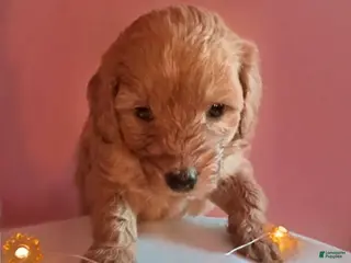 Mixed Breed dogs for sale: Teddy - Ad 2