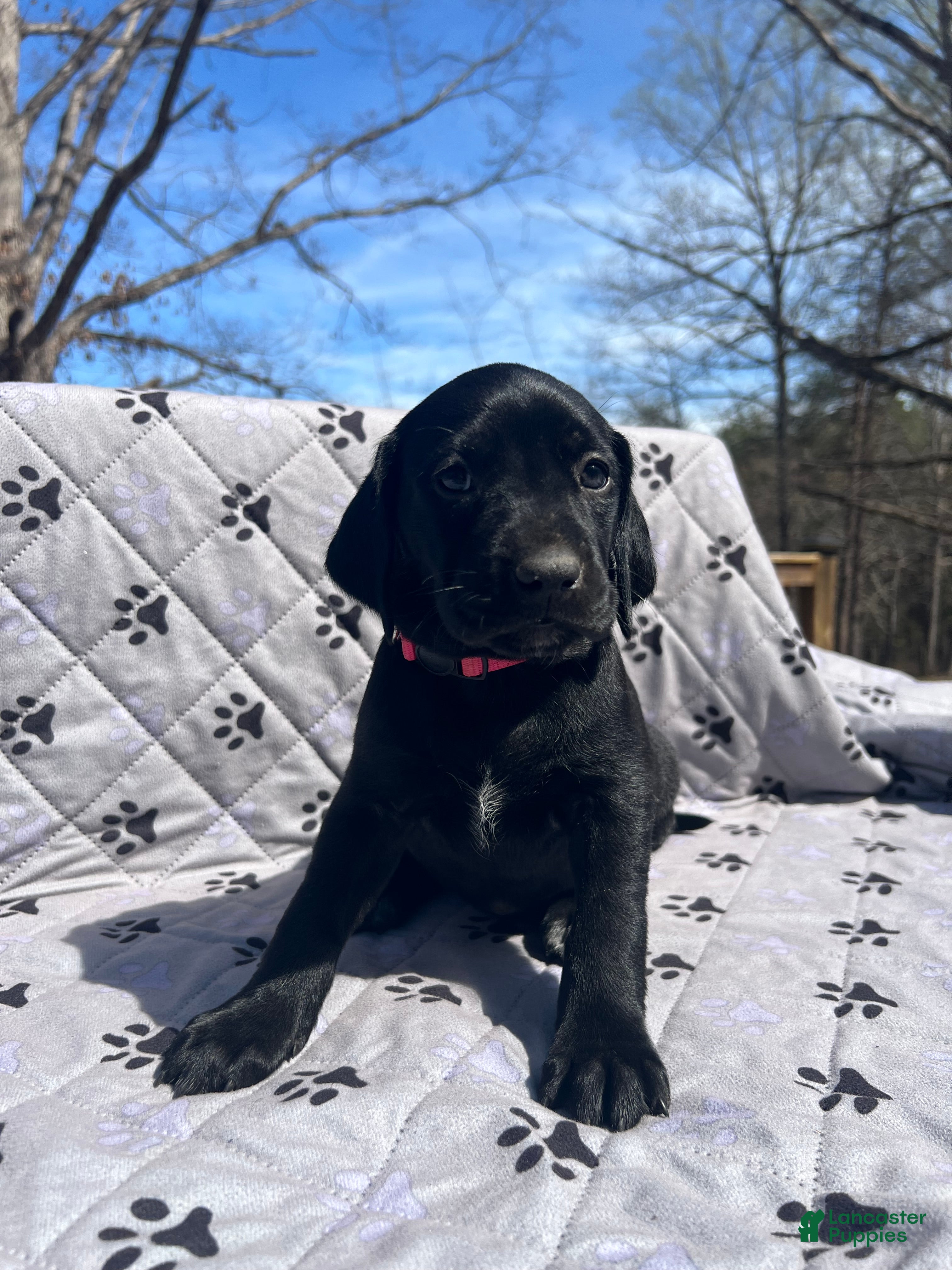 Mixed Breed dogs Mixed Breed Puppy 5 - Ad 1