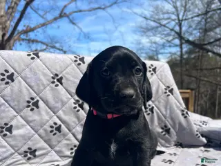 Mixed Breed dogs for sale: Mixed Breed Puppy 5 - Ad 3