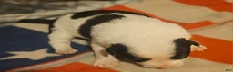 Border Collie dogs for sale: Halley - Ad 1