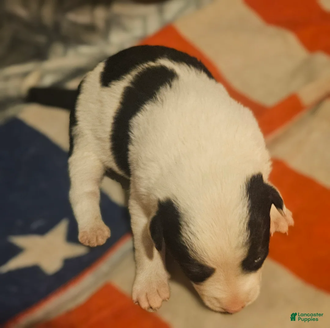 Border Collie dogs for sale: Halley - Ad 1
