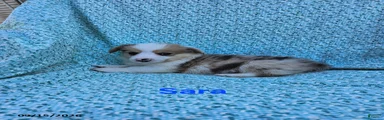 Sara