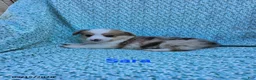 Welsh Corgi Pembroke dogs for sale: Sara - Ad 1