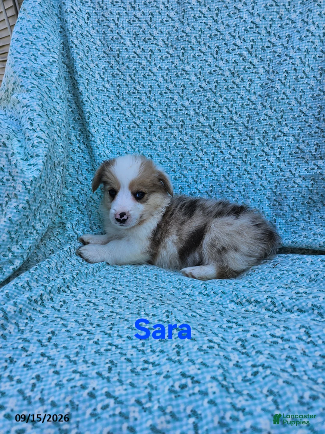Welsh Corgi Pembroke dogs for sale: Sara - Ad 1