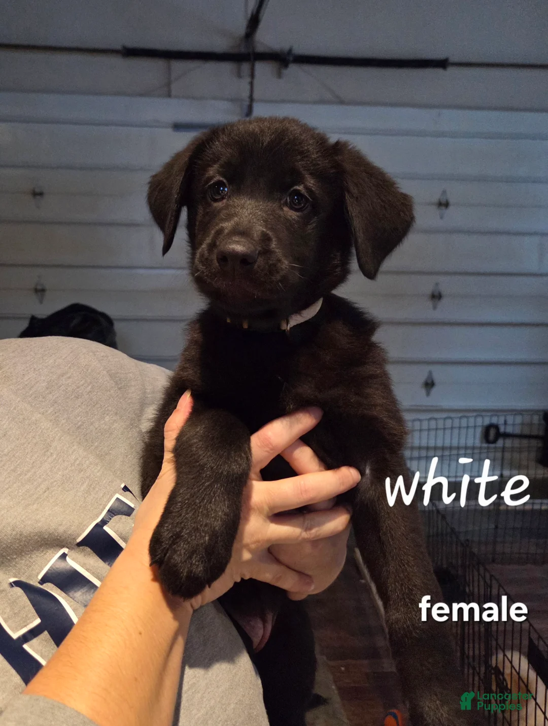 Mixed Breed dogs for sale: Golden shepherd white - Ad 3