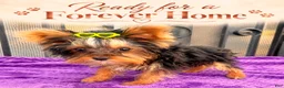 Yorkshire Terrier dogs for sale: Tiffany teacup F - Ad 2